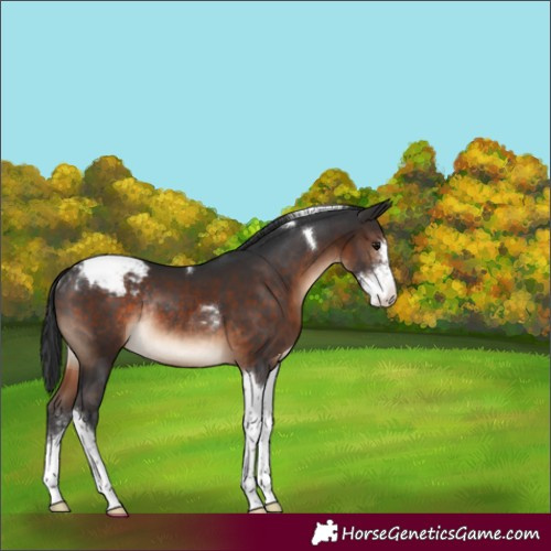 Horse Color:Brown Sabino Tobiano Varnish Rabicano 