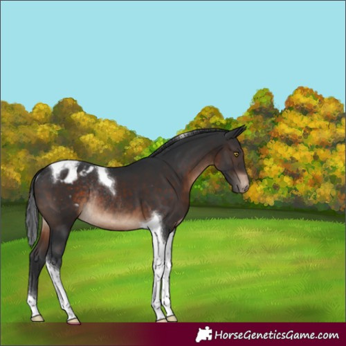 Horse Color:Brown Tobiano Appaloosa Rabicano 