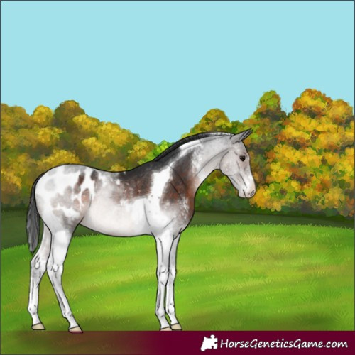 Horse Color:Brown Sabino Tobiano Appaloosa Rabicano 