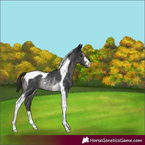 Horse Color:Black Tobiano Appaloosa Rabicano 