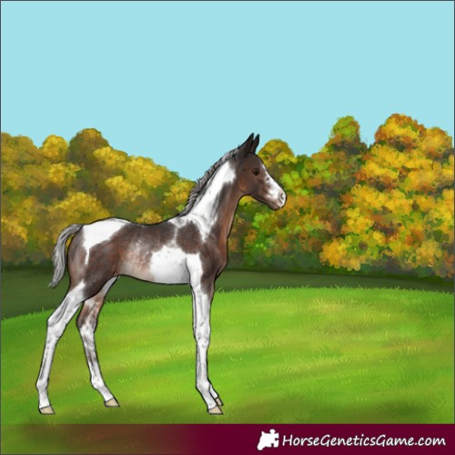 Horse Color:Silver Brown Tobiano Appaloosa Rabicano 