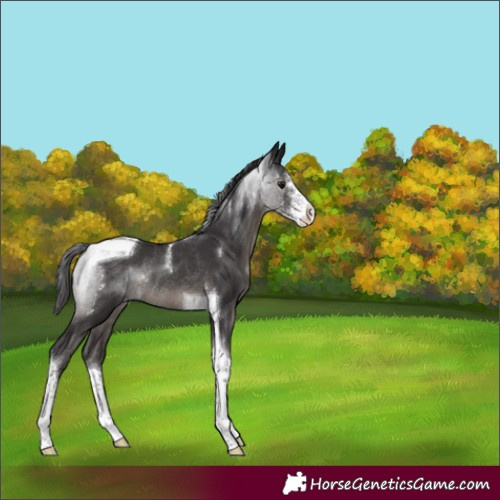 Horse Color:Smoky Black Sabino Tobiano Varnish Rabicano 