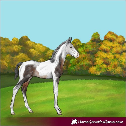 Horse Color:Brown Sabino Tobiano Varnish Rabicano 