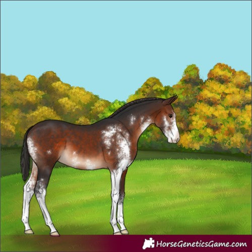Horse Color:Brown Sabino Varnish 
