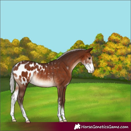 Horse Color:Silver Brown Sabino Blanket Rabicano 