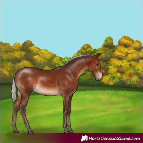 Horse Color:Silver Bay Sabino Rabicano 