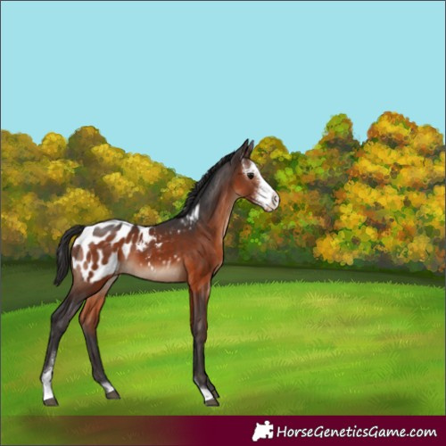 Horse Color:Brown Sabino Appaloosa 