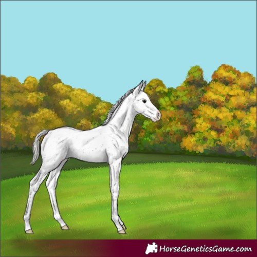 Horse Color:Silver Brown Sabino Rabicano 