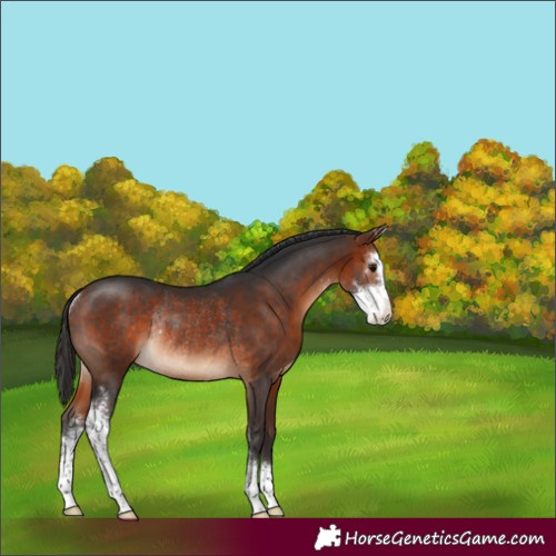 Horse Color:Bay Sabino Rabicano 