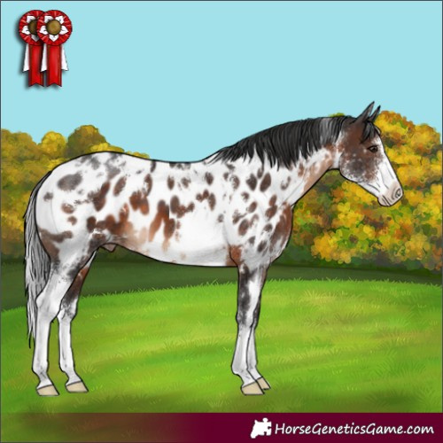 Horse Color:White Spotted Brown Sabino Appaloosa 