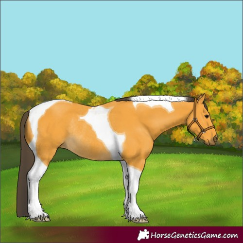 Horse Color:Buckskin Tobiano Rabicano 