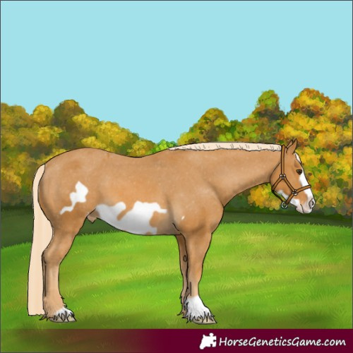 Horse Color:Palomino Frame Appaloosa 