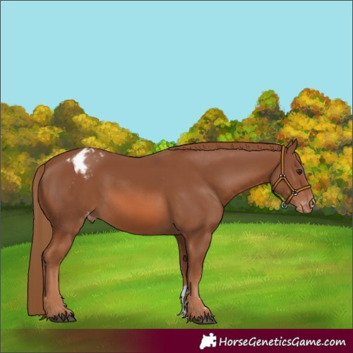 Horse Color:Chestnut Sabino Blanket 