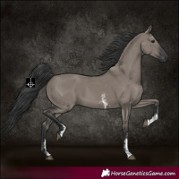 Horse Color:Grullo Sabino Rabicano 