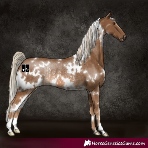 Horse Color:White Spotted Chocolate Palomino Rabicano 