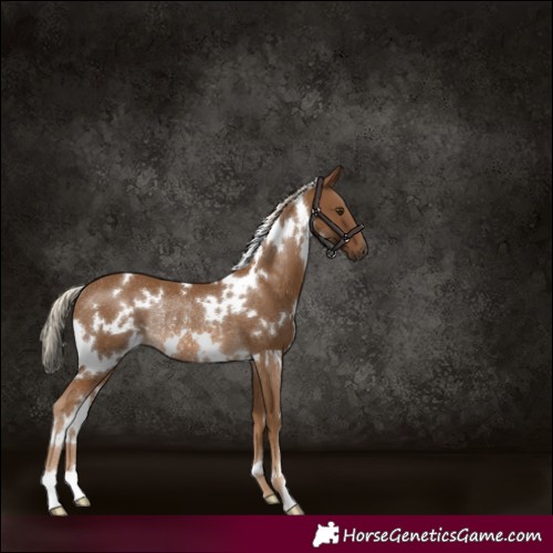 Horse Color:White Spotted Chocolate Palomino Rabicano 