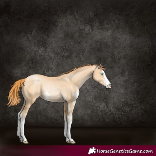 Horse Color:Buckskin Pearl Sabino Rabicano 