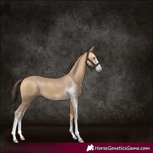 Horse Color:Amber Cream Champagne Sabino 