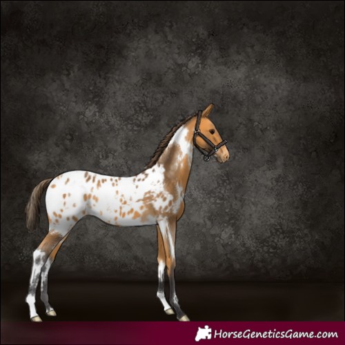 Horse Color:White Spotted Buckskin Appaloosa 