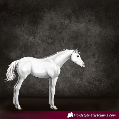 Horse Color:Chocolate Palomino Sabino 