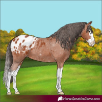 Horse Color:Bay Splash Appaloosa 