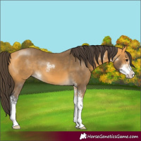 Horse Color:Buckskin Sabino