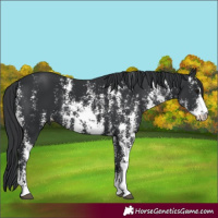Horse Color:Black Sabino