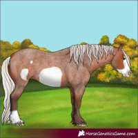Horse Color:Silver Bay Roan Frame 