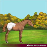 Horse Color:Chestnut Appaloosa 