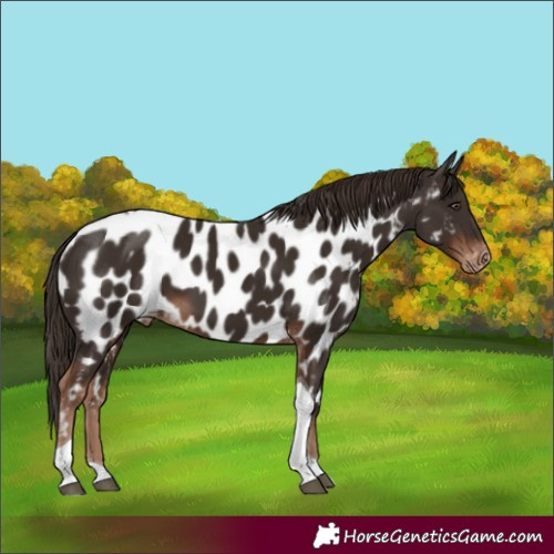Horse Color:Liver Chestnut Tobiano Appaloosa 