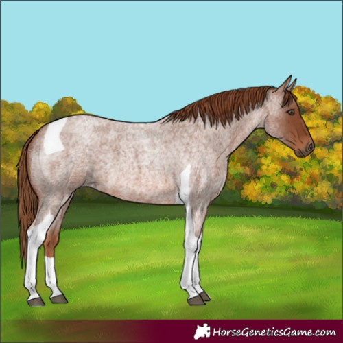Horse Color:Red Roan Tobiano 