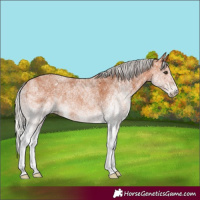 Horse Color:White Spotted Silver Bay 