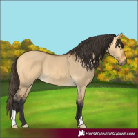 Horse Color:Buckskin Dun 