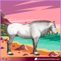 Horse Color:Gray Bay Appaloosa 