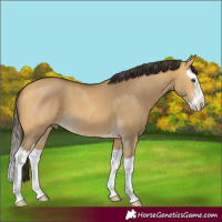 Horse Color:Buckskin Dun Splash