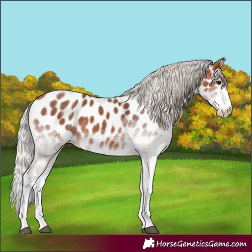 Horse Color:White Spotted Silver Bay Appaloosa 