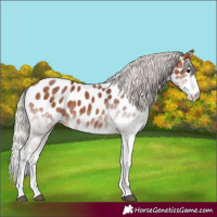 Horse Color:White Spotted Silver Bay Near Leopard 