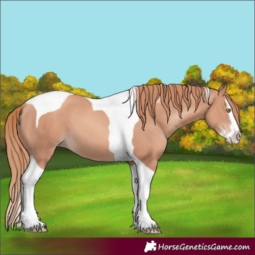Horse Color:Gold Champagne Splash Tobiano