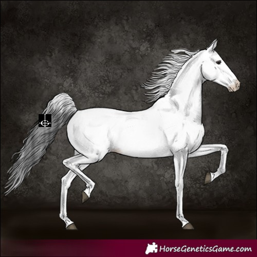 Horse Color:White Spotted Black