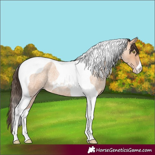 Horse Color:Amber Champagne Roan Tobiano 