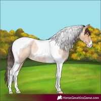 Horse Color:Amber Champagne Roan Tobiano 