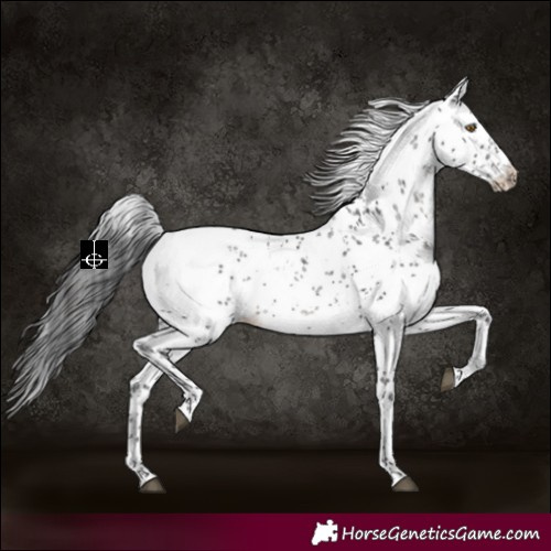 Horse Color:White Spotted Black Sabino Appaloosa 