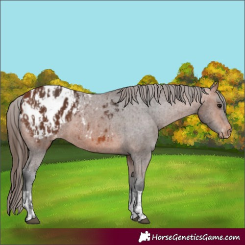 Horse Color:Bay Appaloosa  and Bay Appaloosa 