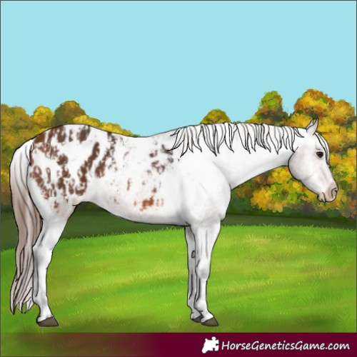 Horse Color:Bay Blanket  and Bay Blanket 
