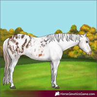 Horse Color:Bay Appaloosa and Bay Appaloosa