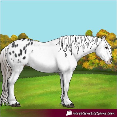 Horse Color:Black Appaloosa