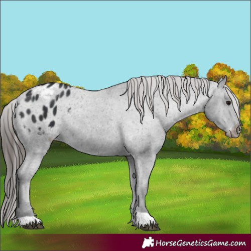 Horse Color:Black Appaloosa 