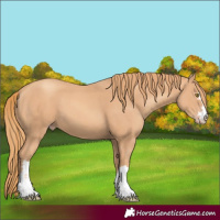 Horse Color:Gold Champagne