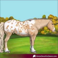 Horse Color:Palomino Blanket 