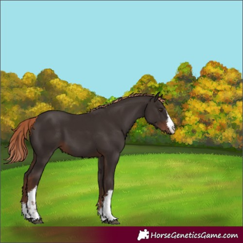 Horse Color:White Spotted Liver Chestnut